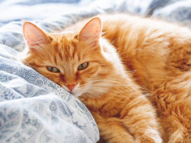 istock Cute ginger cat lying in bed. Fluffy pet looks curiously. Cozy home background. 1007441840