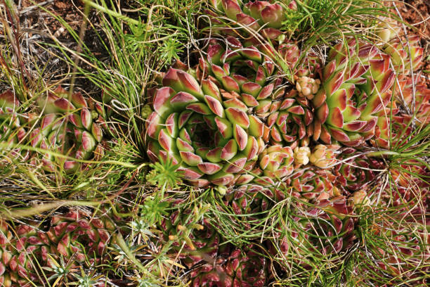 istock Common houseleek (Sempervivum tectorum) in nature in central Turkey 1007444992