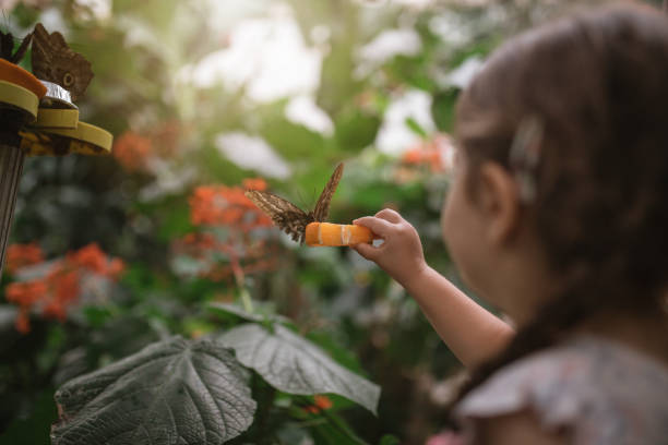 Butterfly on a orange slice Cute and lovely child, visiting a botanical garden on her travels, holding a butterfly on an orange. botanical garden photos stock pictures, royalty-free photos & images