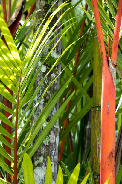 istock Vertical close up shapes and colors in Bamboo and Palms 1007447790
