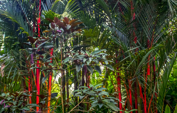 istock Jungle trees with Palm Fronds and Red Trunks 1007447796