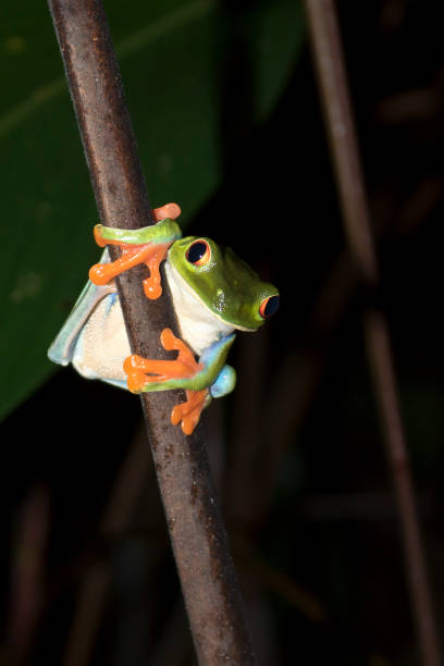 istock Red Eyed Tree Frog Face on Close Up at Night 1007447912