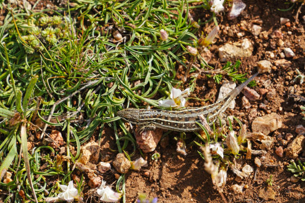 Common Lizard (Zootoca vivipara) with a missing tail on ground Common Lizard (Zootoca vivipara) with a missing tail on ground zootoca vivipara stock pictures, royalty-free photos & images