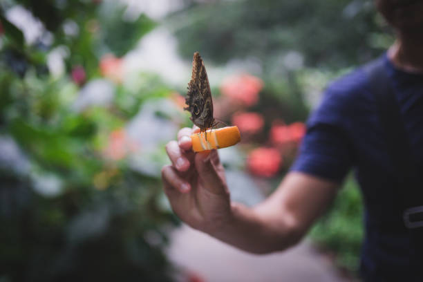 istock Man holding a butterfly on a orange slice 1007448462