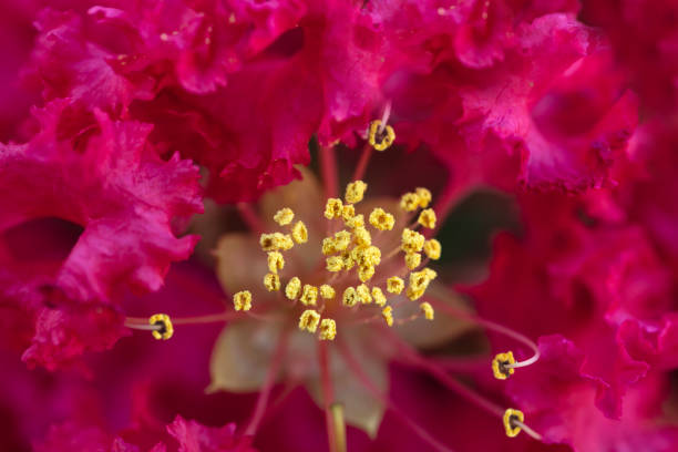 Closeup flowering beautiful NSW Christmas Bush in sunshine, background with copy space, full frame horizontal composition
