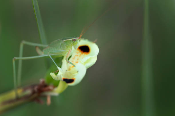 istock Grasshopper sitting on a Dietes flower bud 1007455334