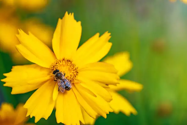 Coreopsis. Yellow bright flowers. A bee collecting nectar.