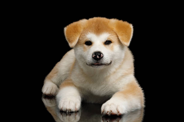 istock Akita Inu Puppy isolated on Black Background 1007460964