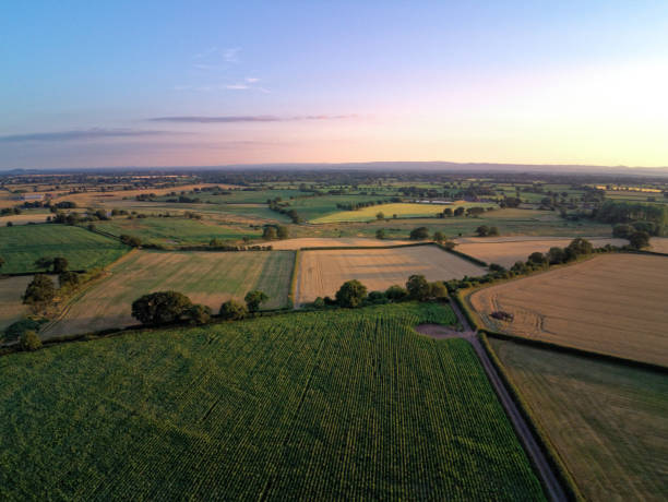 istock Aerial view on cheshire corn and wheat field. Summer sunset 1007461050