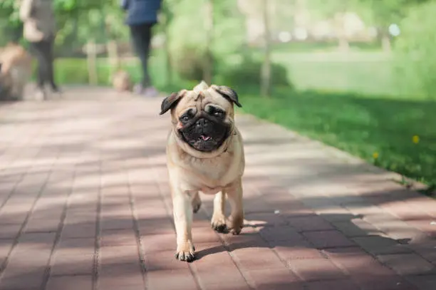 small pug running on a walkway in public park