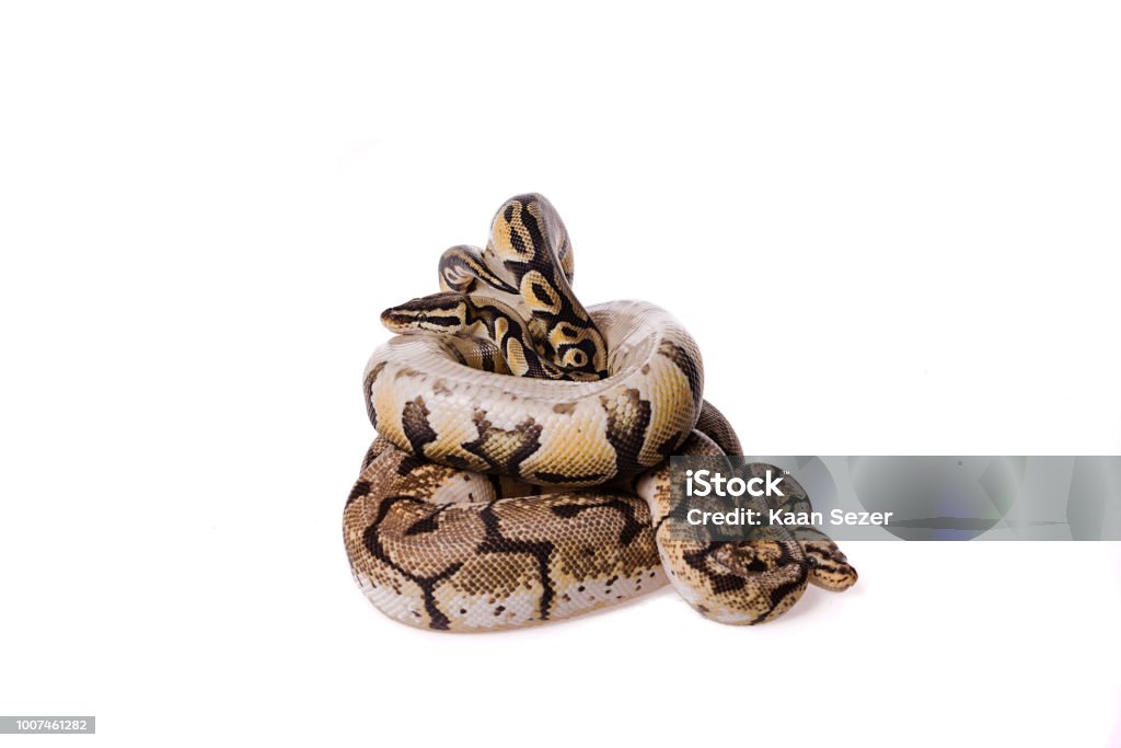 Two Ball Python On Isolated White Background Stock Photo - Download ...