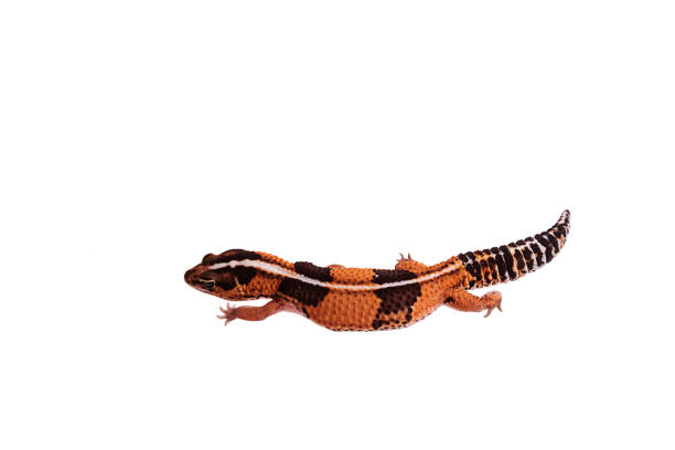 istock African Fat-Tailed Gecko on isolated white background 1007461430