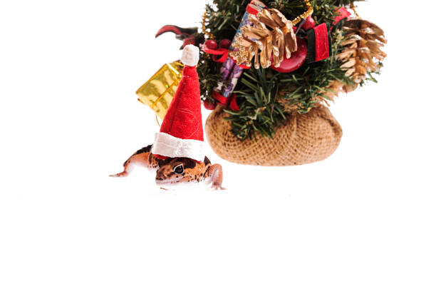 istock African Fat-Tailed Gecko on isolated white background with Christmas tree 1007461446