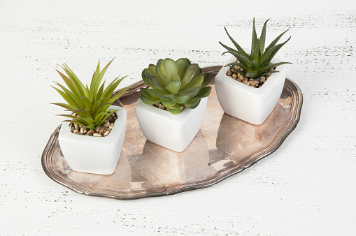 Succulents in white flowerpot on vintage metal plate  on shabby white wooden background. Copy space for text.