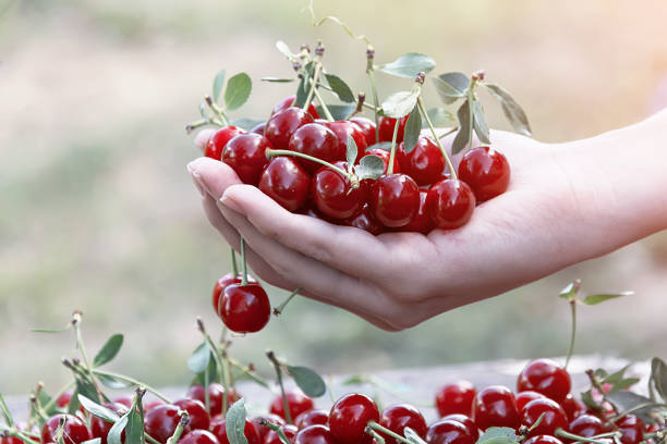 istock handful of cherries in hand 1007464296