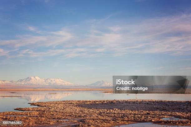 Atacama Desert Salt Lagoons Stock Photo - Download Image Now - Andes, Animal, Animal Wildlife