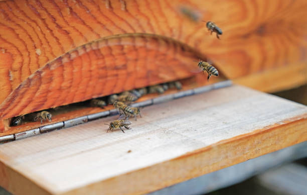 istock Bees entering the hive which is made of pine tree 1007468336