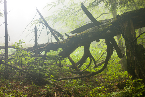 Huge old fallen tree in a foggy green forest
