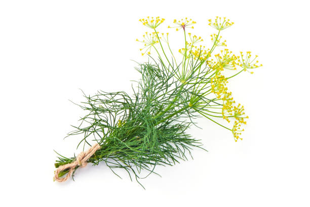 黄色の花、白い背景で隔離の新鮮なディル。 - fennel dill flower isolated ストックフォトと画像