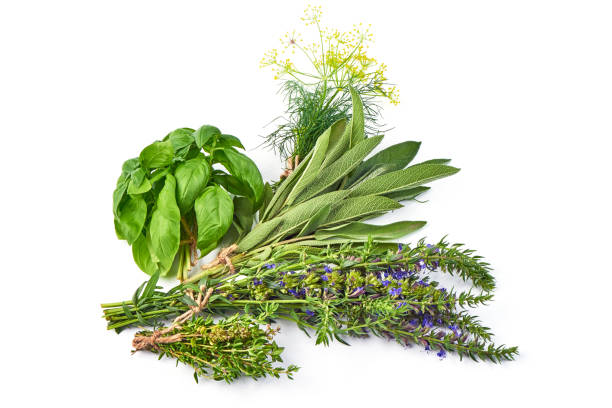 istock Bunch of sage, thyme, dill, hyssop and basil, isolated on white background. 1007477574