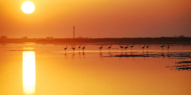 istock Faraman Lighthouse in the Camargue 1007480100