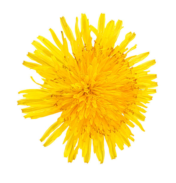istock Dandelion flowers isolated on white 1007482480