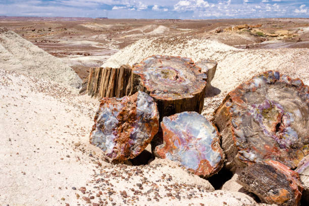 istock Colorful petrified logs and sand 1007484922