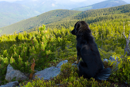 Black dog meets spring morning in the mountains in sun rays.