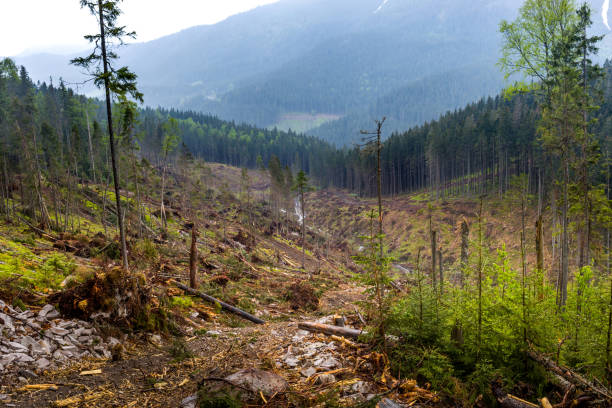 istock View of the root of mountain 1007485484