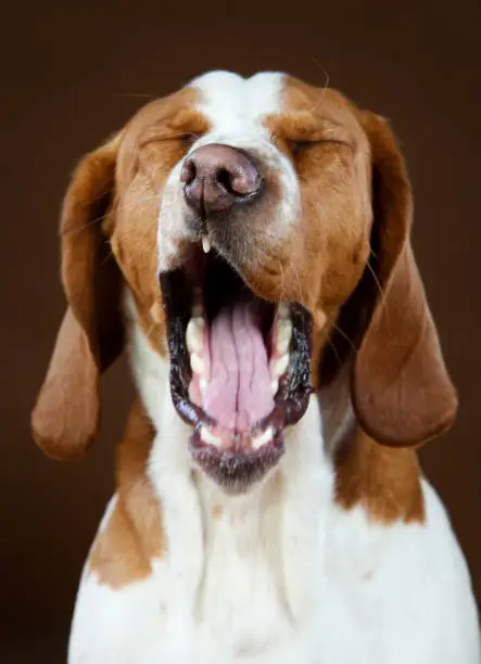 Mixed basset hound yawning in studio