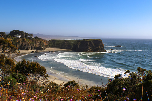 The tide rolls in to the shore around a bay and headland south of Mendicino California with defocused purple flowers in the foreground and misty shore and horizon stretching out behind