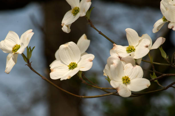 istock Dogwood Flowers 1007491084