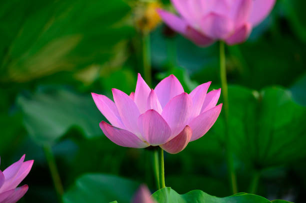 istock Blooming lotus flowers in the park 1007491256