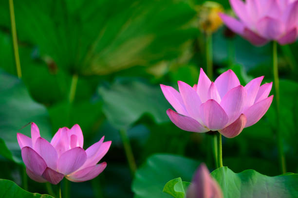istock Blooming lotus flowers in the park 1007491282