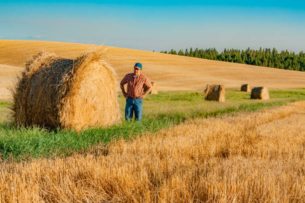 agriculteur de washington se penche sur hayroll dans le champ de blé (p) - washington state spokane farm crop photos et images de collection