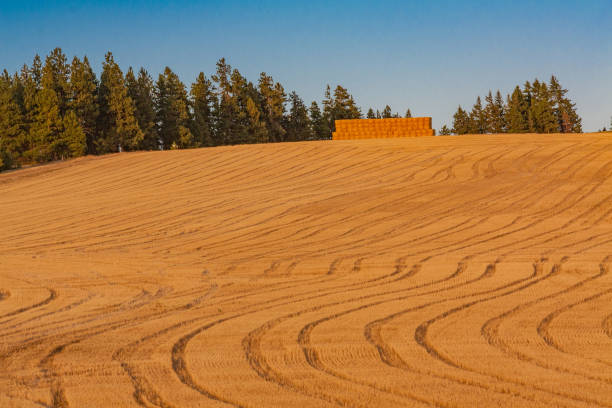 paysage de la campagne de washington avec les meules de foin (p) - washington state spokane farm crop photos et images de collection