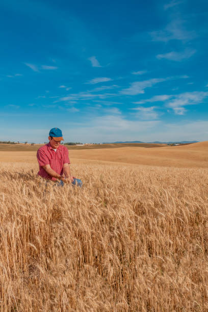 agriculteur de washington détient blé dans domaine (p) - washington state spokane farm crop photos et images de collection