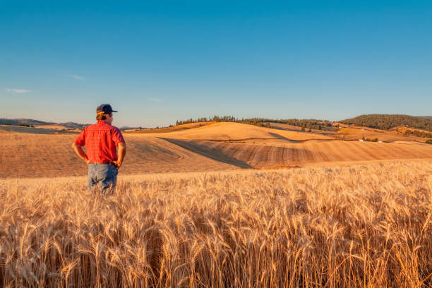 agriculteur de washington se penche sur la vista de blé (p) - washington state spokane farm crop photos et images de collection