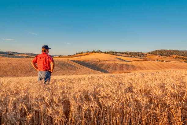 l'agricoltore di washington guarda la vista sul grano (p) - palouse foto e immagini stock