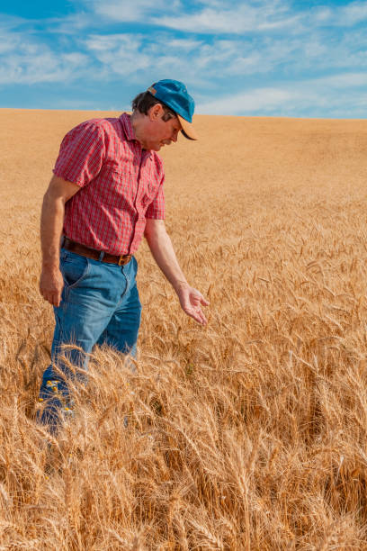 istock Washington farmer examines wheat in field (P) 1007500632