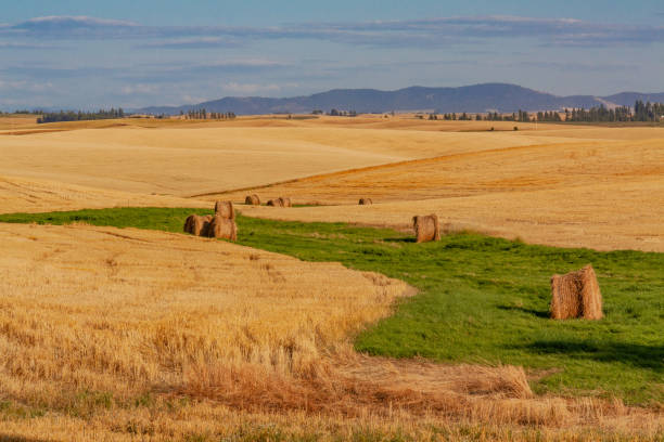 balles de foin dans le champ de blé de washington - washington state spokane farm crop photos et images de collection