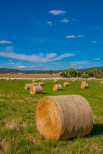 hayrolls in a row, Hayrolls in grass meadow