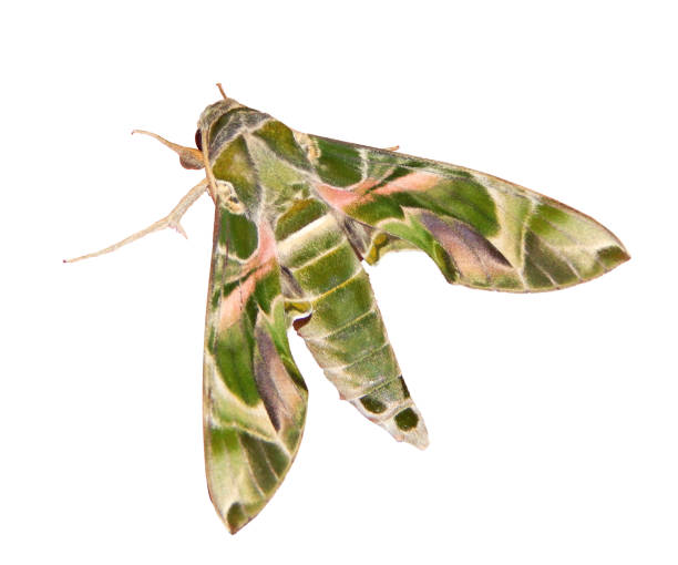 istock The oleander hawk-moth, or army green moth, is isolated on white background 1007500756