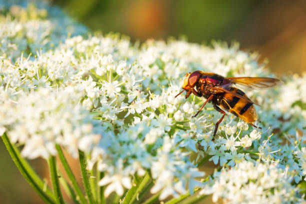 istock Volucella zonaria, hornet mimic hoverfly, pollinating during sunset 1007501206