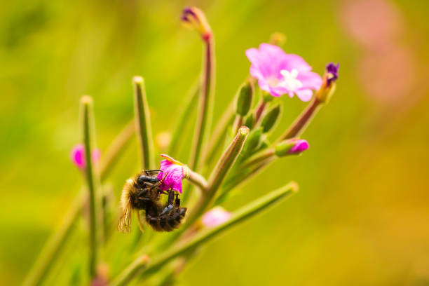 蜂昆虫の api ミツバチの受粉、ピンクの花の蜂蜜します。 - awe fly flower pollen ストックフォトと画像