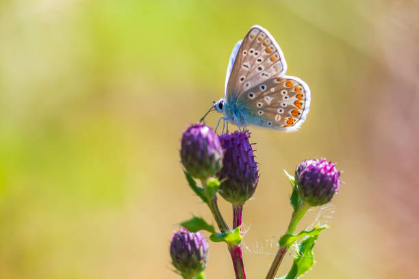 istock Female Common Blue butterfly Polyommatus icarus pollinating closeup 1007501260