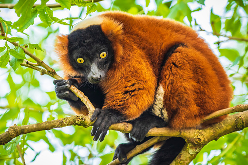 A red ruffed lemur Varecia rubra perched and looking down from a tree in a forest. These are native to the rainforests of Masoala, Madagascar.