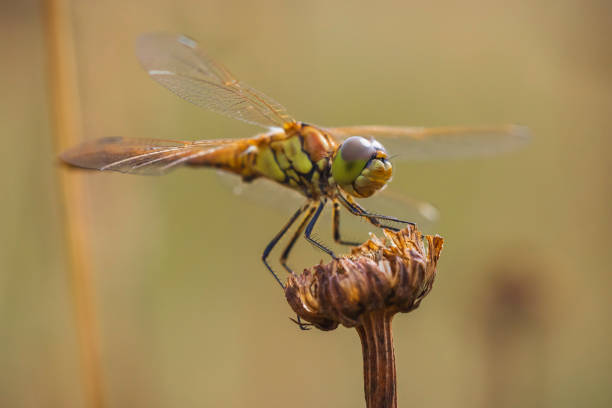 istock Vagrant darter Sympetrum vulgatum young male 1007501350