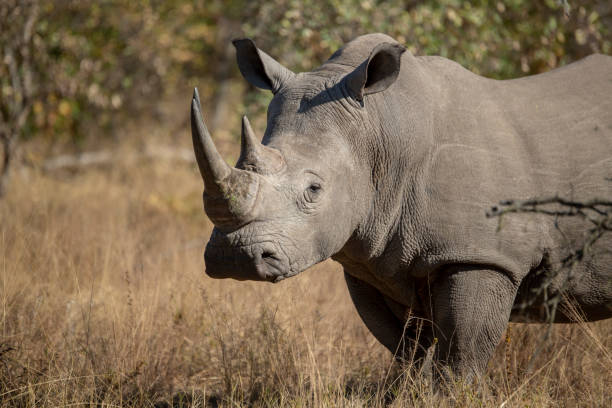 istock A big white rhino Bull 1007506958