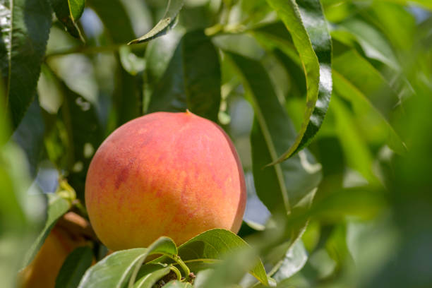 istock Fresh peach in the tree, between leaves. 1007506960